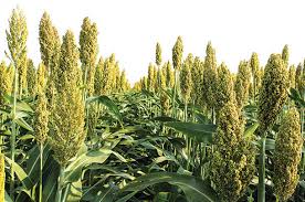 Growing and Care Guide of Sorghum 