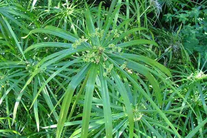 How to Grow, Use and Care for Umbrella Plant (Cyperus involucratus)