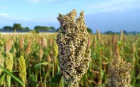 Growing and Care Guide of Sorghum