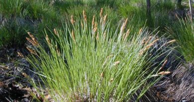 How to Grow, Use and Care for Upright Sedge Grass (Carex stricta)