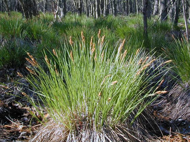 How to Grow, Use and Care for Upright Sedge Grass (Carex stricta ...