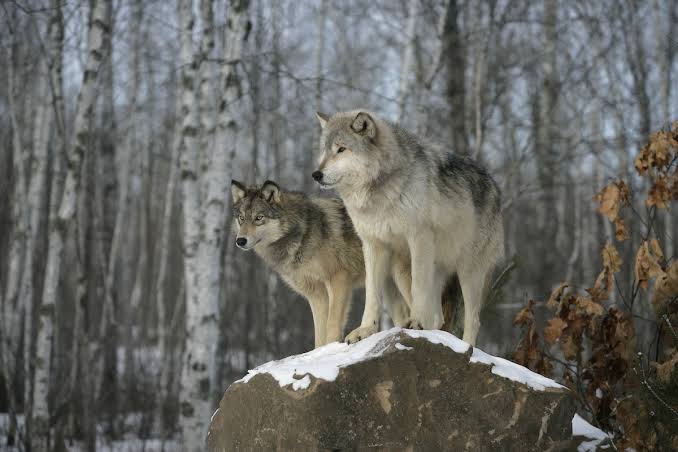 The History and Origin of Wolves 