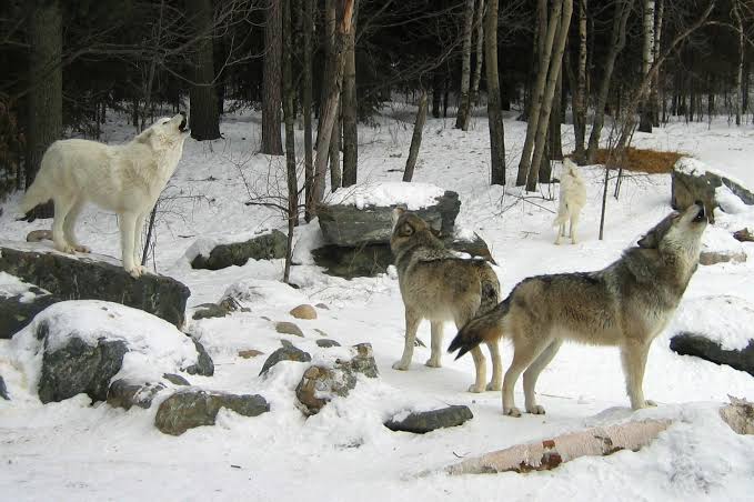 The History and Origin of Wolves 