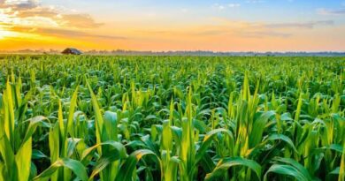 Economic Benefits and Types of Crop Farming