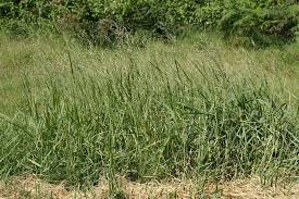 How to Grow, Use and Care for Torpedograss (Panicum repens) How to Grow, Use and Care for Torpedograss (Panicum repens)