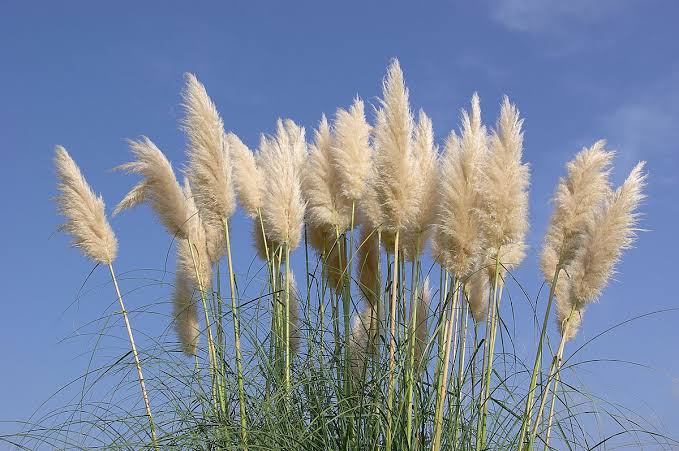 How to Grow, Use and Care for Uruguayan Pampas Grass (Cortaderia selloana)