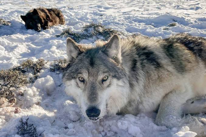 The History and Origin of Wolves 