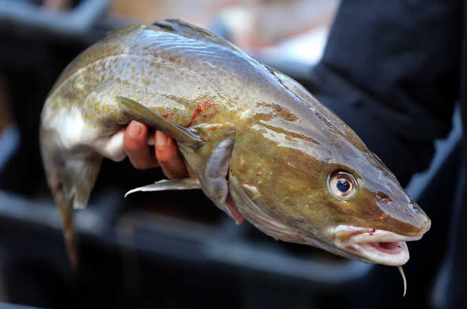 Appearance, Features and Farming Guide of  Cod Fish