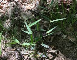 How to Grow, Use and Care for Variable Panicgrass (Dichanthelium commutatum) How to Grow, Use and Care for Variable Panicgrass (Dichanthelium commutatum)
