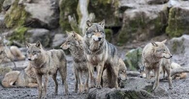 Timber Wolf: Health and Lifespan