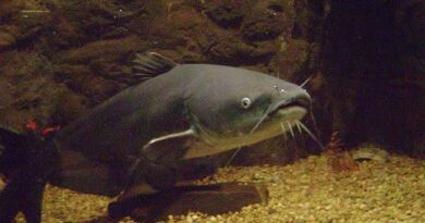 Health, Lifespan and Farming Guide of Catfish