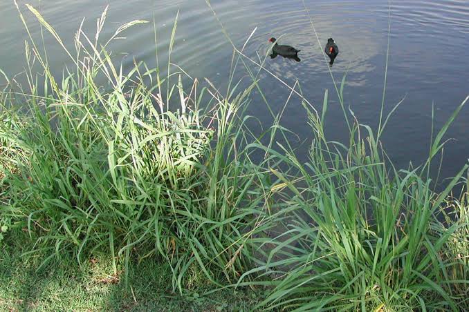 How to Grow, Use and Care for Vaseygrass (Paspalum urvillei)