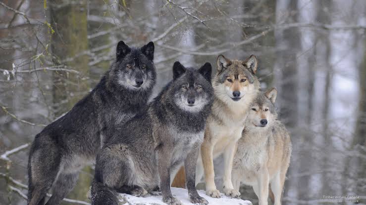 Timber Wolf: Health and Lifespan Timber Wolf: Health and Lifespan