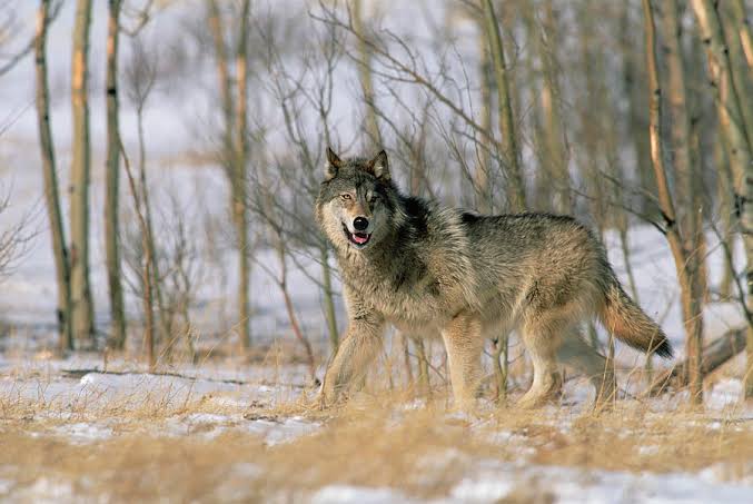 Timber Wolf: Health and Lifespan Timber Wolf: Health and Lifespan
