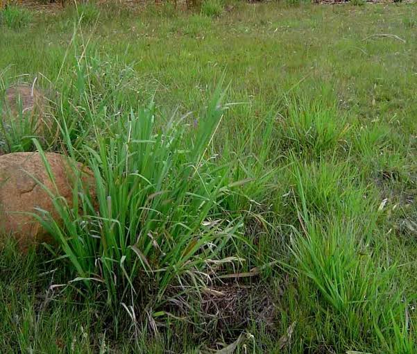 How to Grow, Use and Care for Vaseygrass (Paspalum urvillei)