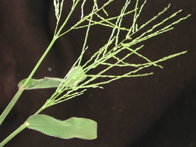 How to Grow, Use and Care for Velvet Fingergrass (Digitaria velutina)