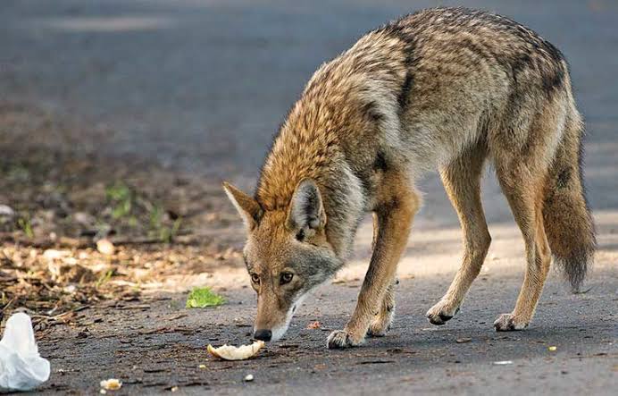 The Appearance and Features of Coyotes