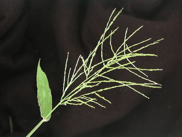 How to Grow, Use and Care for Velvet Fingergrass (Digitaria velutina)