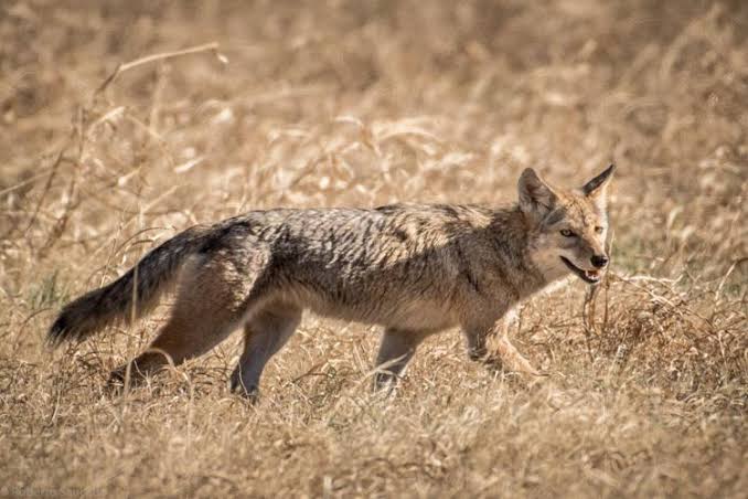 The Appearance and Features of Coyotes