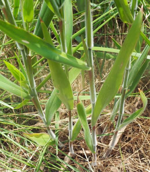 How to Grow, Use and Care for Velvet Panicum Grass (Dichanthelium scoparium)