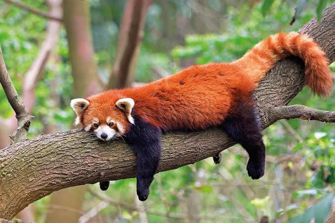 The History and Origin of Red Panda The History and Origin of Red Panda