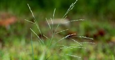 How to Grow, Use and Care for Torpedograss (Panicum repens)