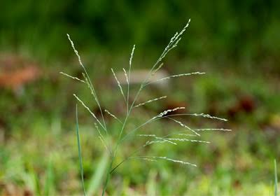 How to Grow, Use and Care for Torpedograss (Panicum repens)