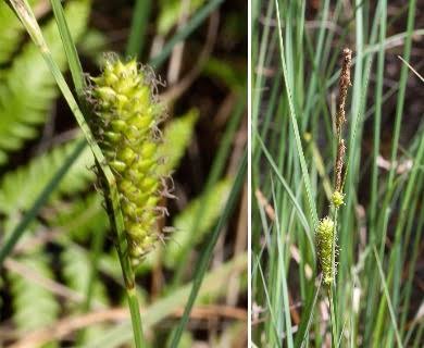 How to Grow, Use and Care for Walter's Sedge Grass (Carex striata) How to Grow, Use and Care for Walter's Sedge Grass (Carex striata)