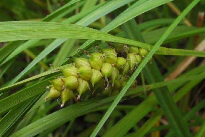 How to Grow, Use and Care for Walter's Sedge Grass (Carex striata)