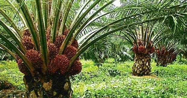How to Grow the Oil Palm Tree