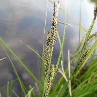 How to Grow, Use and Care for Water Sedge Grass (Carex aquatilis)