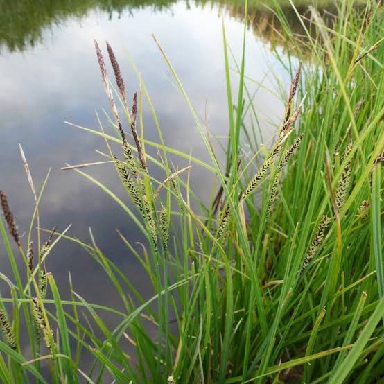 How To Grow Use And Care For Water Sedge Grass Carex Aquatilis Agric4profits 1131