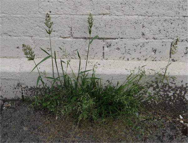 How to Grow, Use and Care for Water-bent Grass (Polypogon viridis)