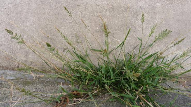 How to Grow, Use and Care for Water-bent Grass (Polypogon viridis)