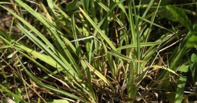 How to Grow, Use and Care for Waterfall's Sedge Grass (Carex latebracteata)