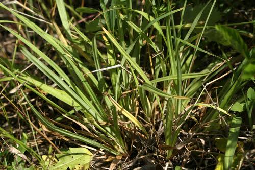 How To Grow Use And Care For Waterfalls Sedge Grass Carex Latebracteata Agric4profits 6776