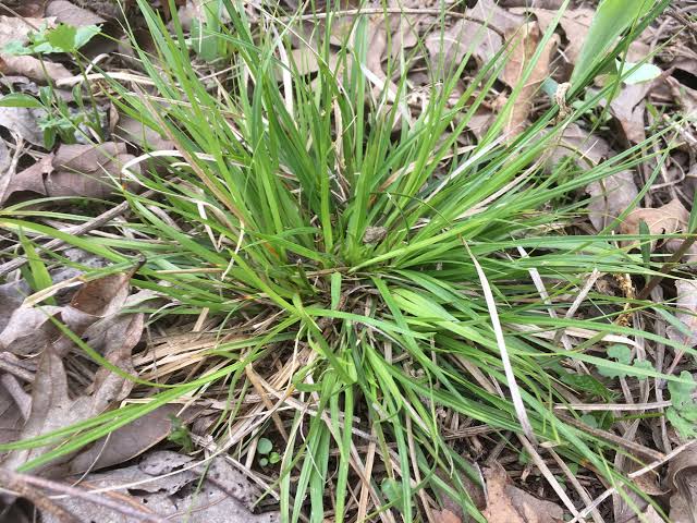 How to Grow, Use and Care for Waterfall's Sedge Grass (Carex latebracteata)