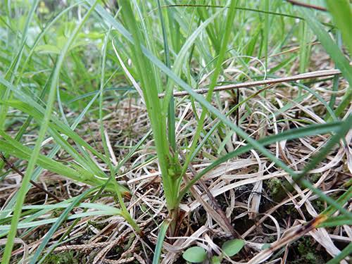 How to Grow, Use and Care for Waterfall's Sedge Grass (Carex latebracteata)