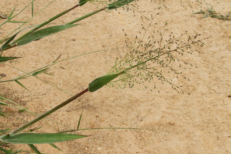 How to Grow, Use and Care for Velvet Panicum Grass (Dichanthelium scoparium)