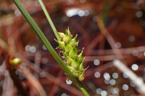 How to Grow, Use and Care for Walter's Sedge Grass (Carex striata) How to Grow, Use and Care for Walter's Sedge Grass (Carex striata)