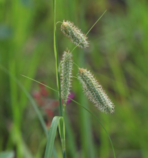 How to Grow, Use and Care for Waxy Sedge Grass (Carex glaucescens)