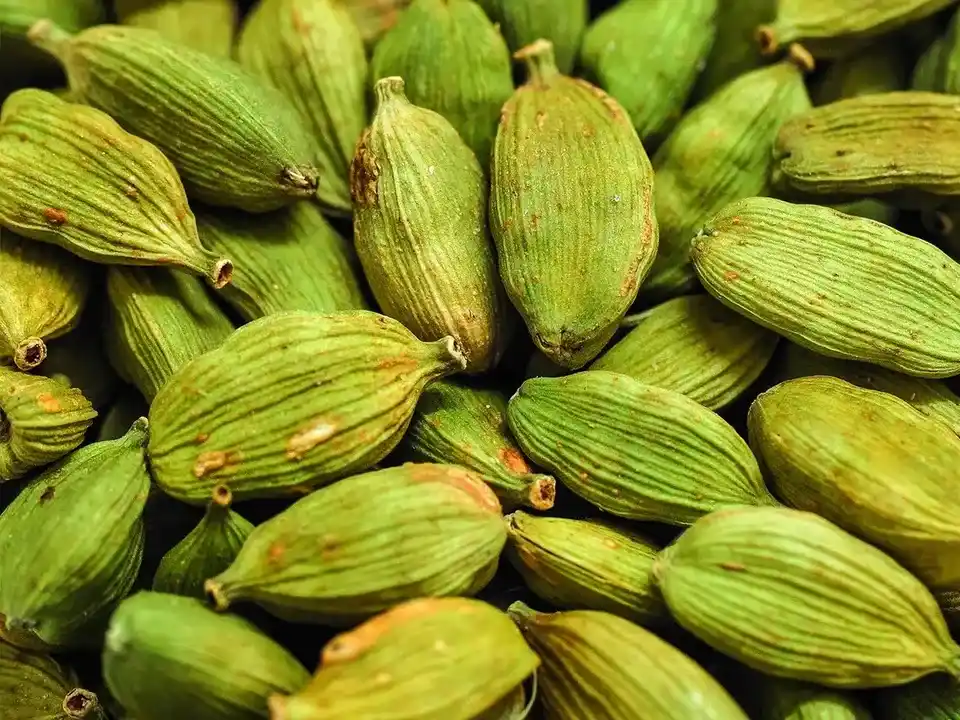 15 Medicinal Health Benefits Of Cardamom (Elettaria cardamomum)