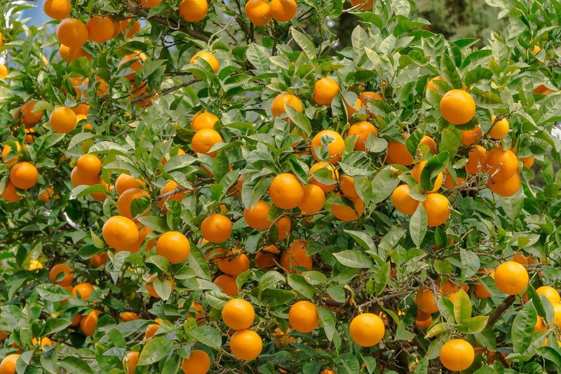 Importance and Different Uses of Oranges - Agric4Profits