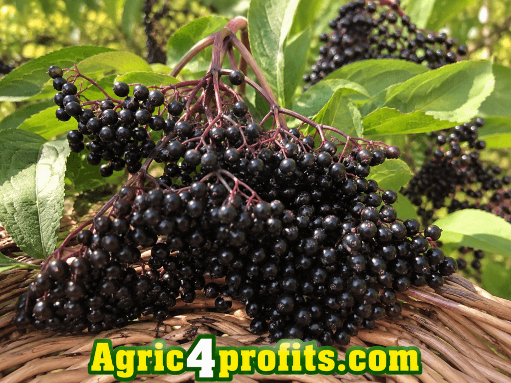 Elderberries: History, Nutrition, Health Benefits and Growing Guide