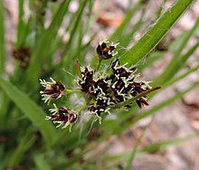 How to Grow, Use and Care for Woodrush Grass (Luzula spp.)