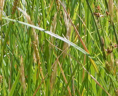 How to Grow, Use and Care for Woolly Sedge Grass (Carex pellita) How to Grow, Use and Care for Woolly Sedge Grass (Carex pellita)