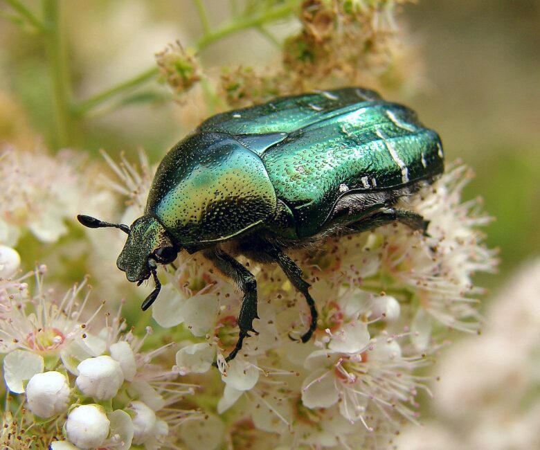 Rose Chafer: Description, Damages Caused, Control and Preventive Measures