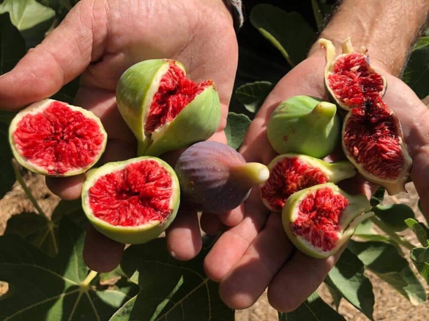 Figs: History, Nutrition, Health Benefits and Growing Guide Figs: History, Nutrition, Health Benefits and Growing Guide