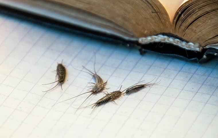 Silverfish: Description, Damages Caused, Control and Preventive Measures Silverfish: Description, Damages Caused, Control and Preventive Measures