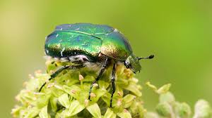 Rose Chafer: Description, Damages Caused, Control and Preventive Measures